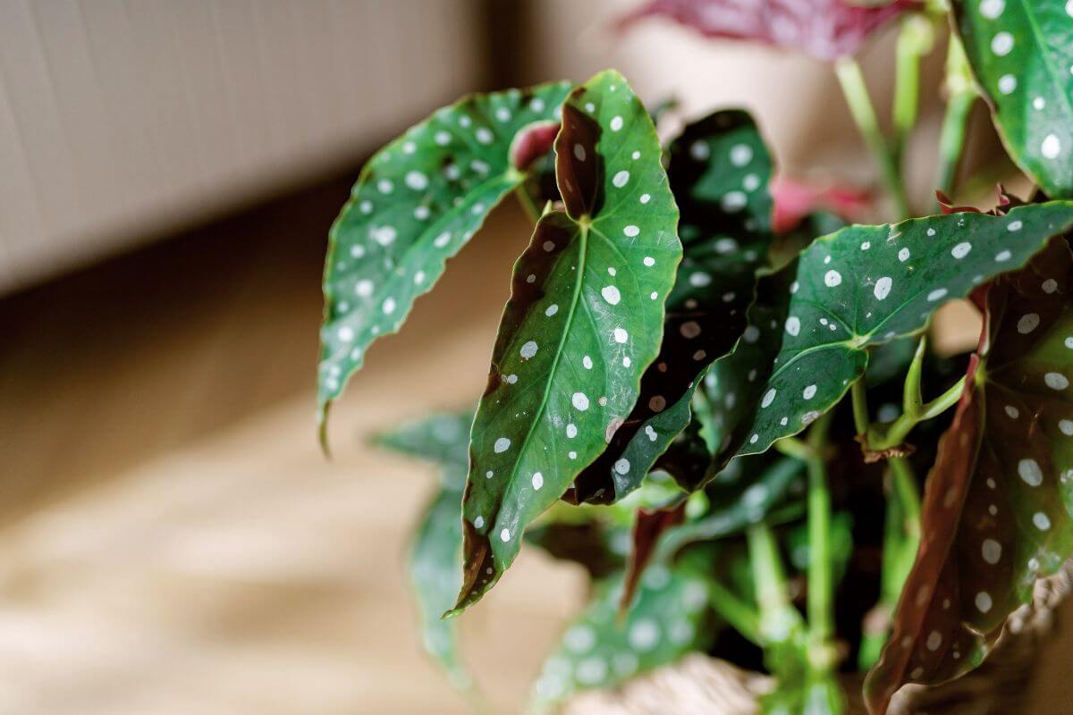 Close-up of a begonia maculata plant with distinct white dots on its green leaves.