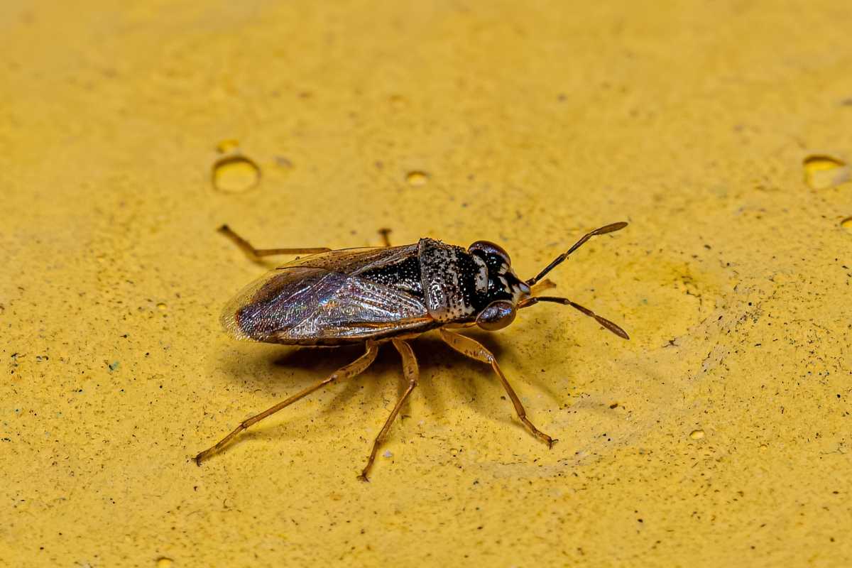 A big-eyed bug with transparent wings, standing on a rough, yellow surface.