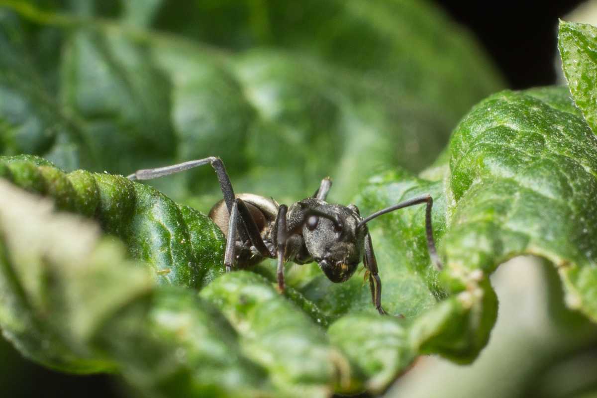 An ant perched on a green, slightly curled leaf. 