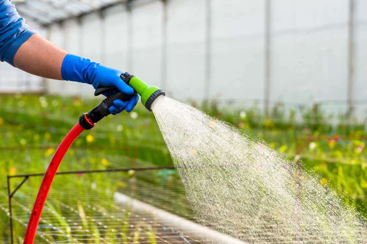 A person wearing blue gloves waters plants with a hose in a greenhouse. The water is spraying in a fine mist.