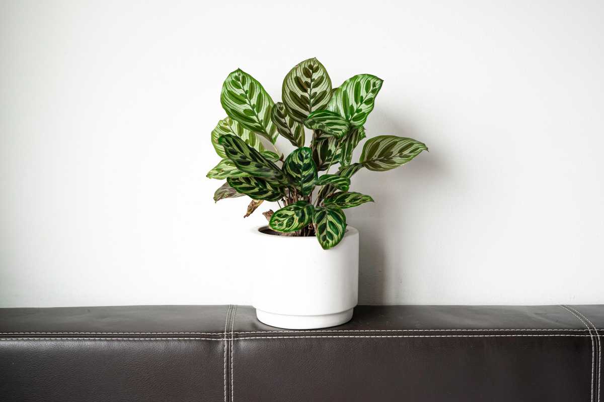 A calathea potted plant with green, patterned leaves sits in a white ceramic pot placed on a black leather couch against a plain white wall. 