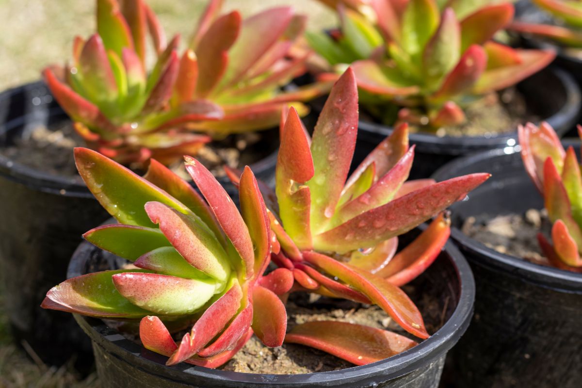 Close-up image of several vibrant red and green campfire jade plants in black plastic pots.