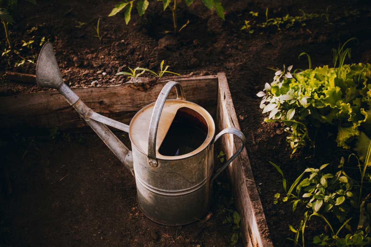 A metal watering can with a long spout and handle is sitting on soil next to a wooden garden bed. In the garden bed, leafy green plants, including lettuce and small seedlings.