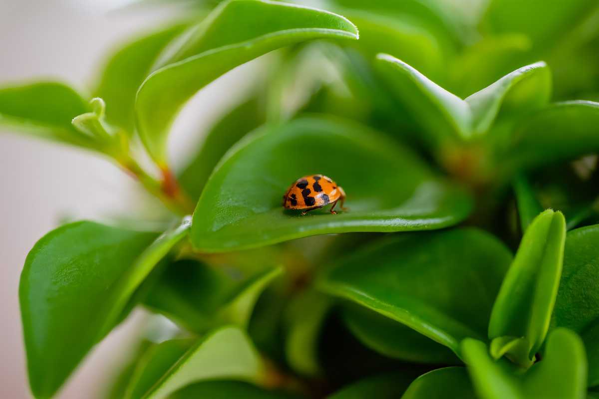 A ladybug with black spots on a red shell perched on a green leaf. The leaf is part of a lush plant with broad, shiny leaves that dominate the background.