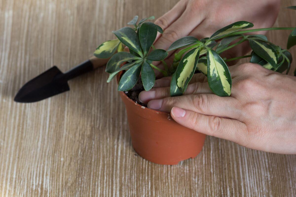 Close-up of a person's hands planting or adjusting a small green and yellow variegated schefflera plant in a brown plastic pot.