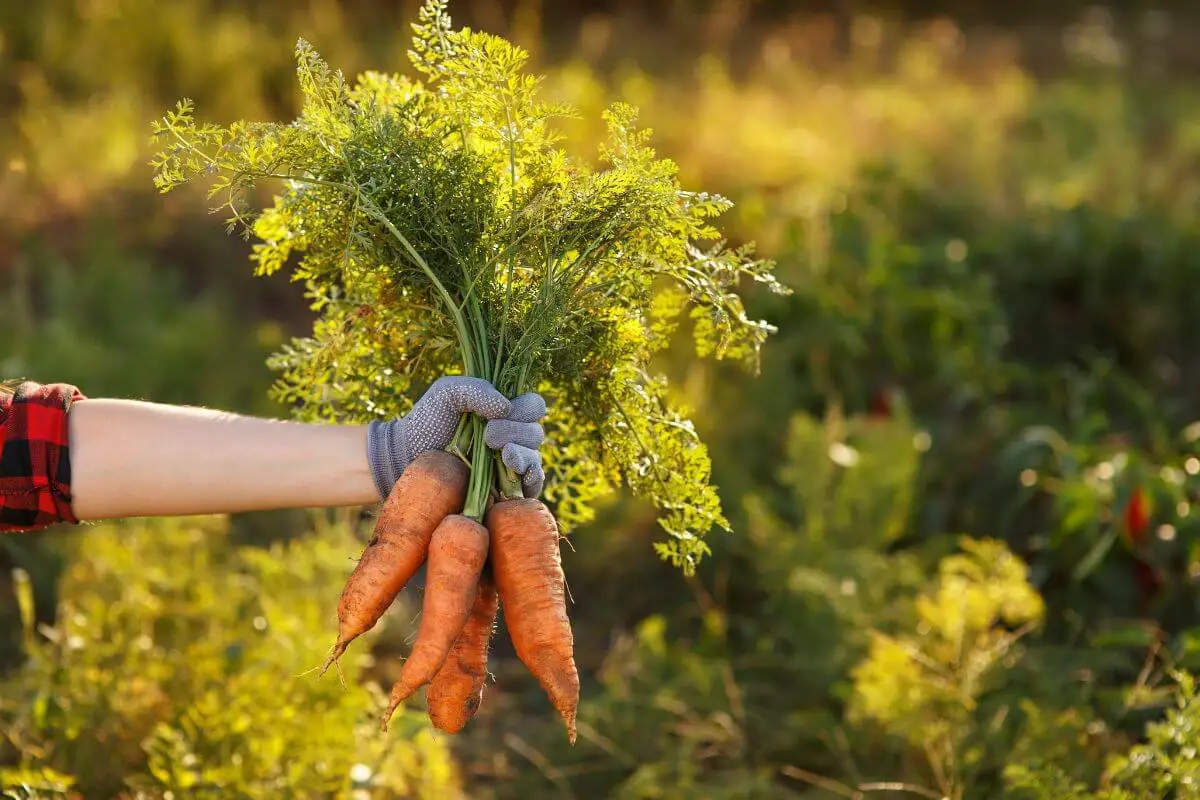 A gloved hand holds a bunch of freshly harvested carrots with green tops in a sunny garden. 