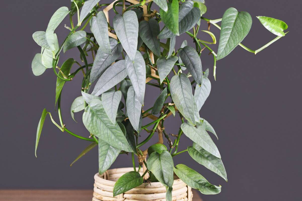 A cebu blue pothos potted plant with long, heart-shaped green leaves growing on climbing stems.