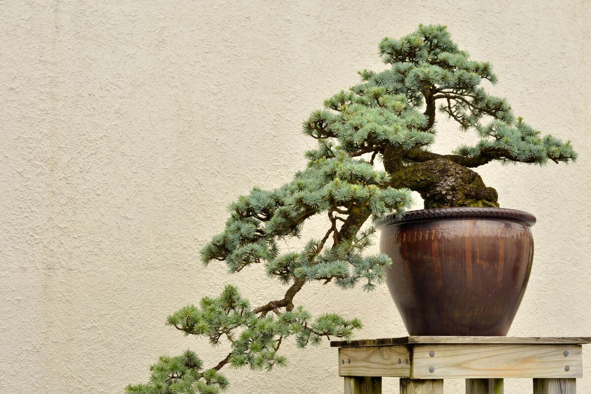 A well-pruned cedar bonsai tree in a brown ceramic pot placed on a wooden stand against a beige textured wall.