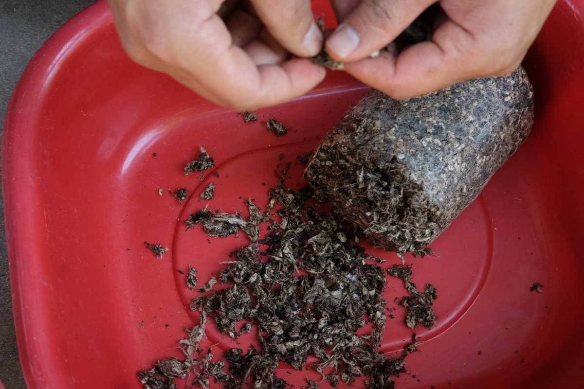 Hands are seen breaking apart a cylindrical block mushroom substrate over a red plastic container.