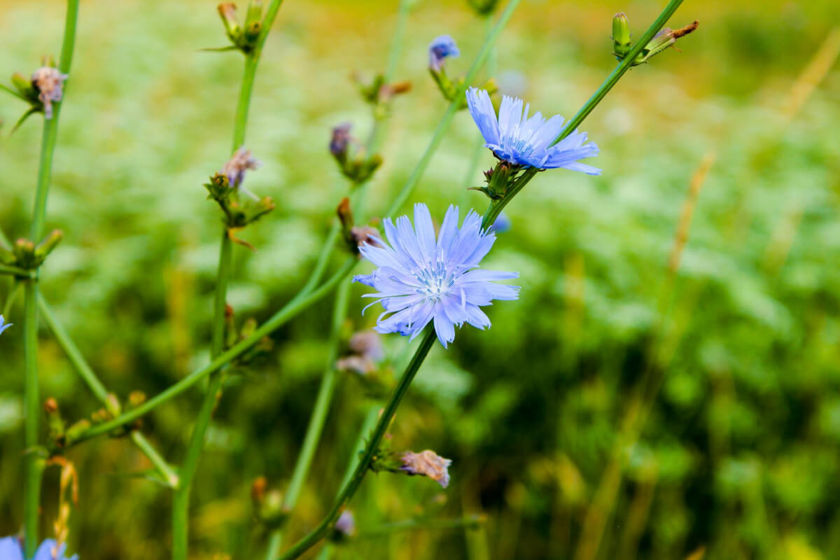 Delicate blue chicory flowers, one of the edible wild flowers, on slender green stems.