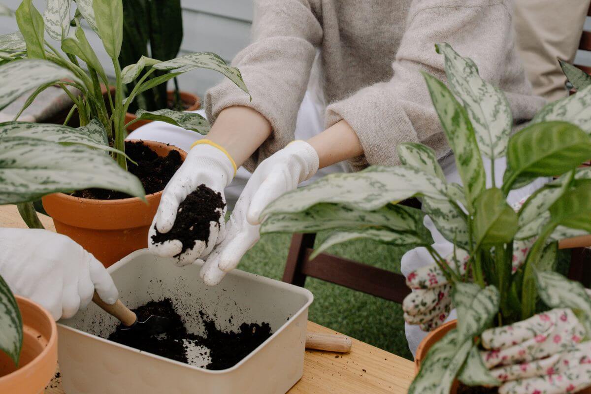 Two people wearing white gloves are gardening. One person is holding soil above a planting pot, while another holds a potted Chinese evergreen. 