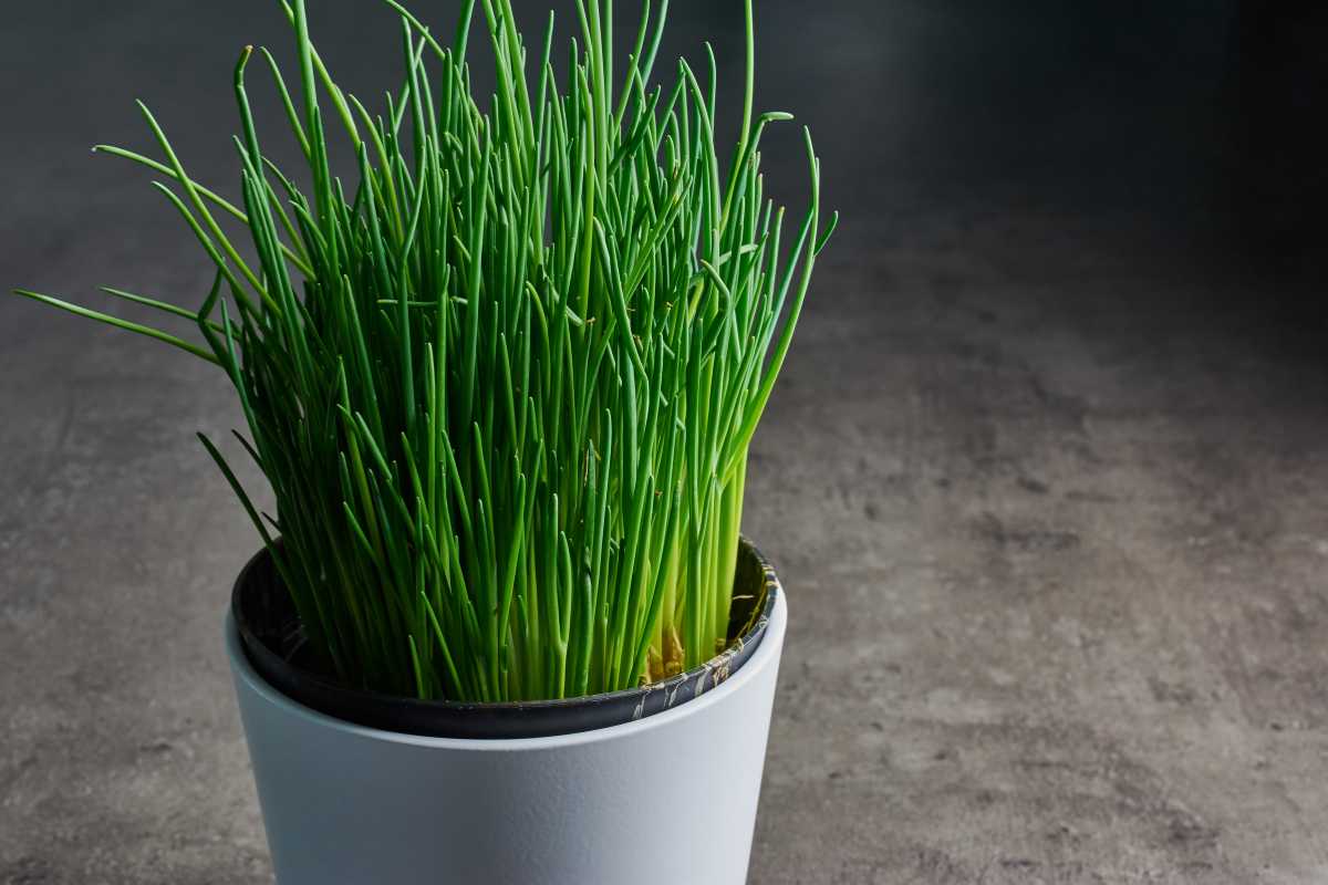 A small pot filled with tall, slender, green chives sits on a gray, textured surface. 