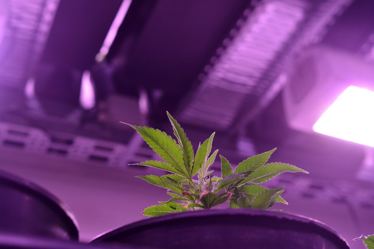 A young plant with green leaves is growing indoors under purple LED grow light on a grow tent.