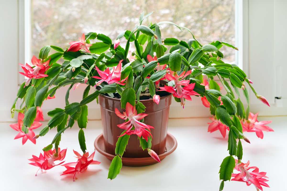 A Christmas cactus in a brown pot is placed on a white surface near a window. The plant has long, green, leaf-like stems adorned with numerous bright pink, star-shaped flowers. 