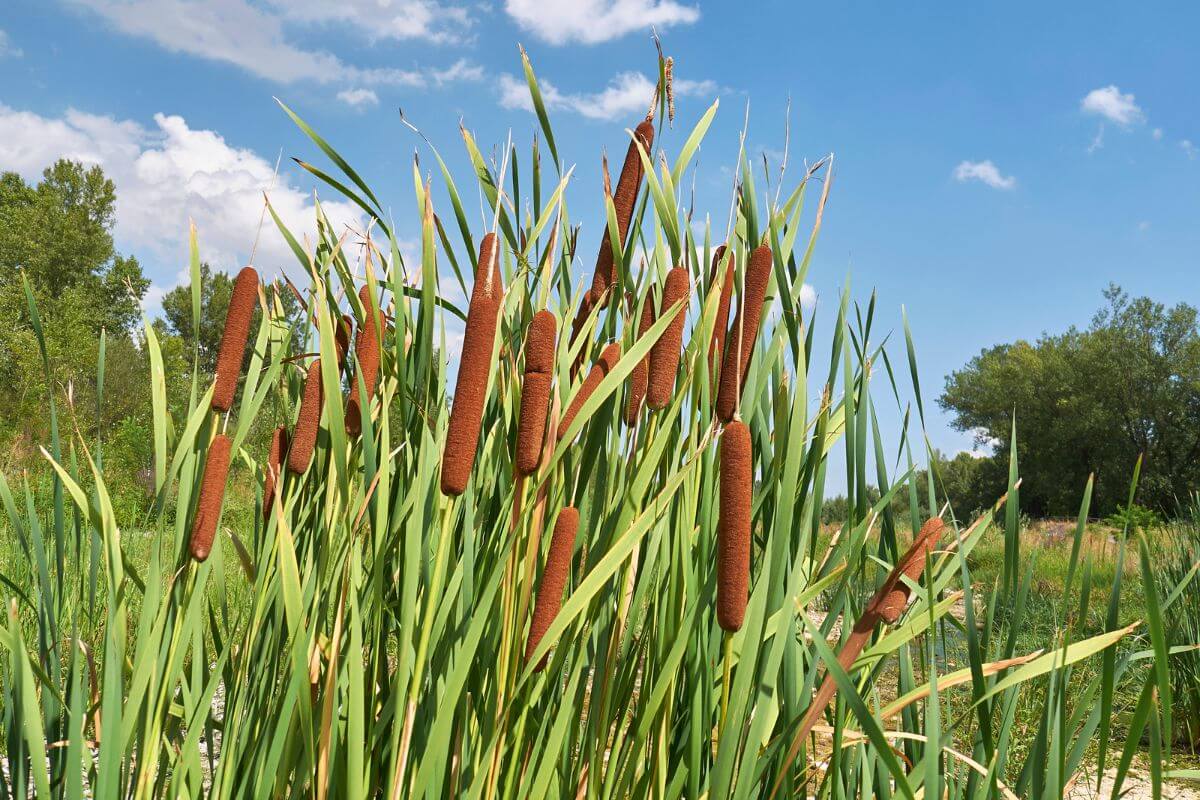 A cluster of cattails with tall green leaves and brown cylindrical seed heads, known to be among edible winter plants, grows in a lush marshland under a bright blue sky scattered with a few clouds. 