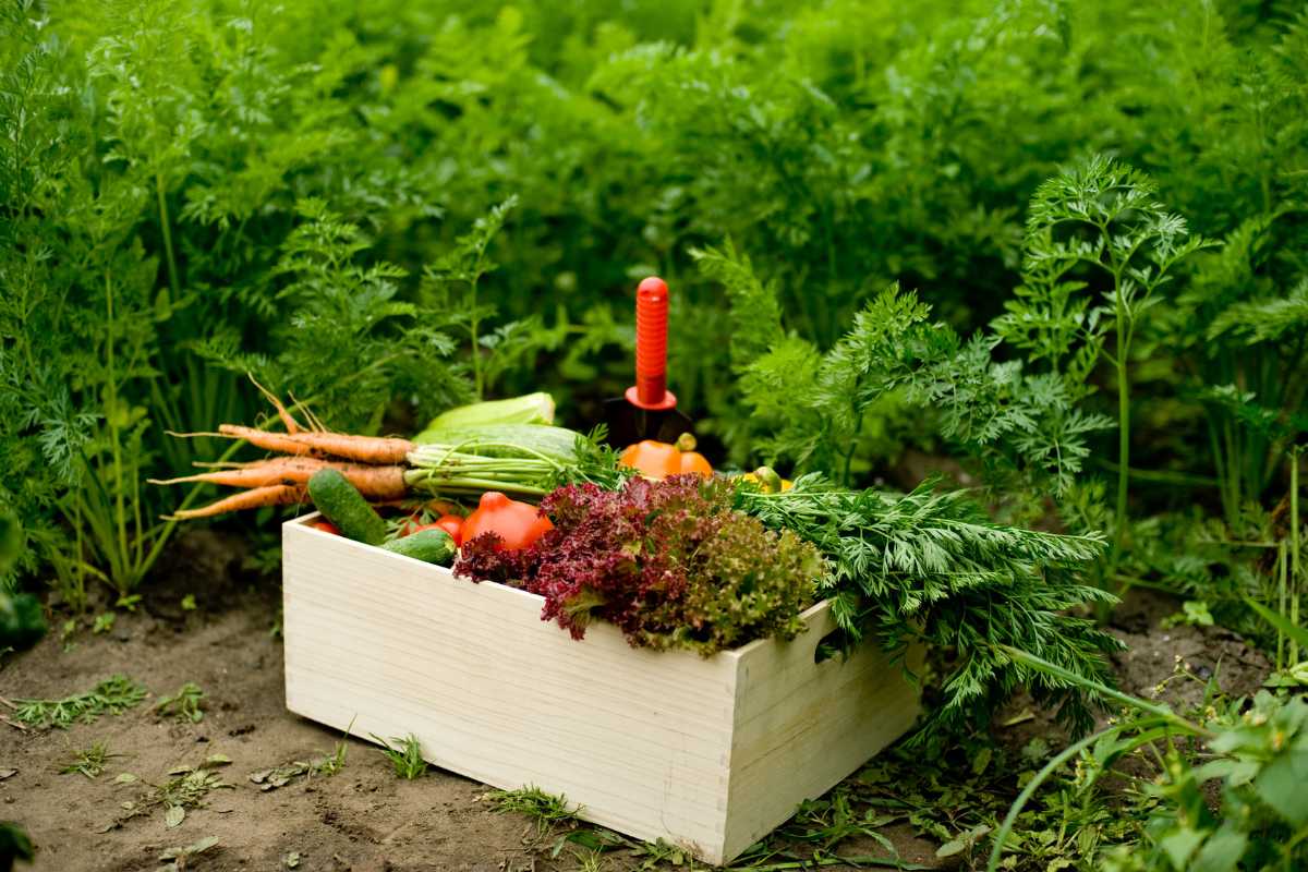 A wooden crate filled with fresh vegetables, including carrots, lettuce, tomatoes, and cucumbers, sits on the ground in a lush green garden.