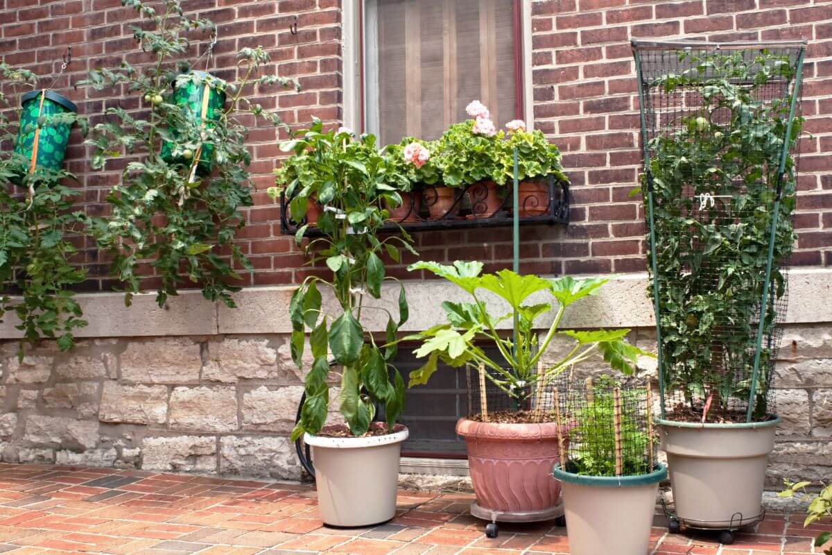A small container vegetable garden with potted plants placed against a brick wall.