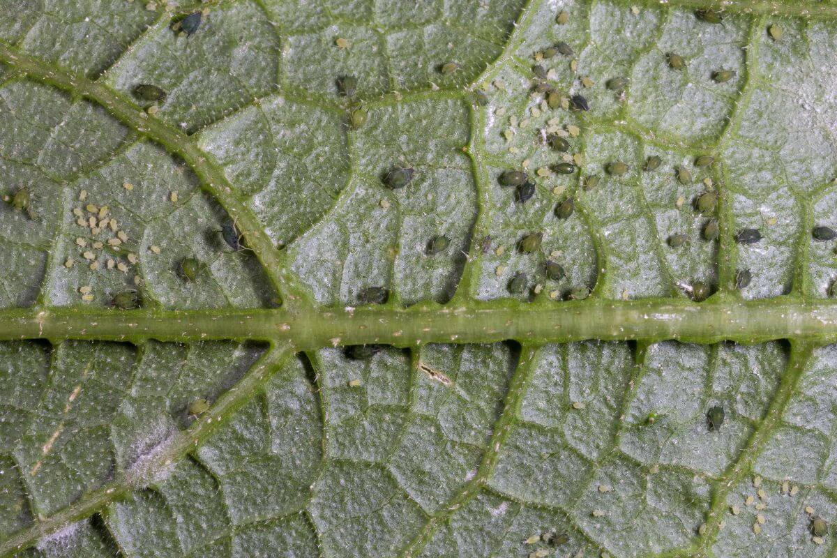 A green leaf showing its detailed veined structure. Numerous small, dark aphids are seen scattered across the leaf surface.