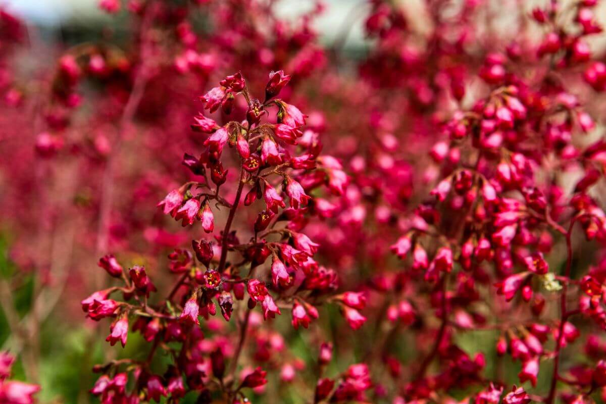 Stunning coral bells seen in a field