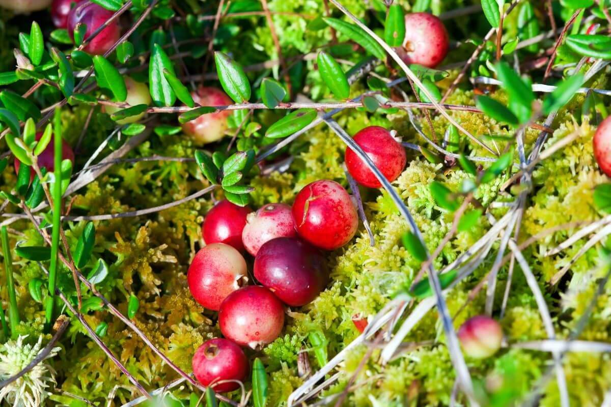 Ripe cranberries, one of the edible berry bushes, nestled among bright green moss and scattered leaves.