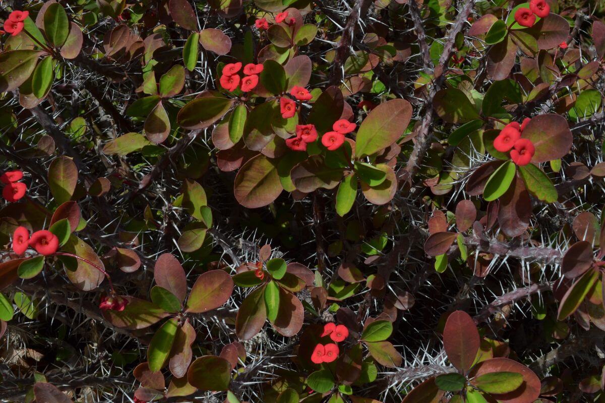 A dense thicket of thorny crown of thorns plants with small clusters of vibrant red flowers.