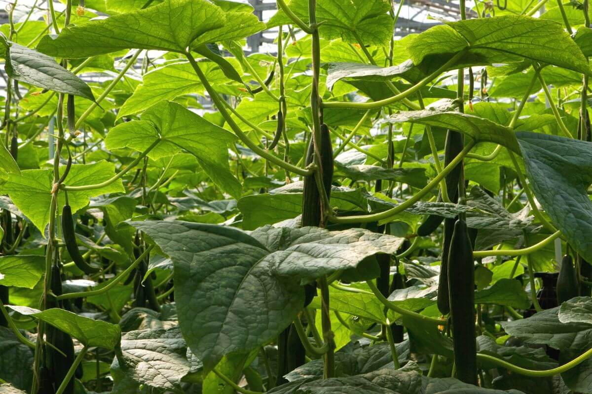 A lush hydroponic greenhouse filled with tall, vibrant green cucumber plants.