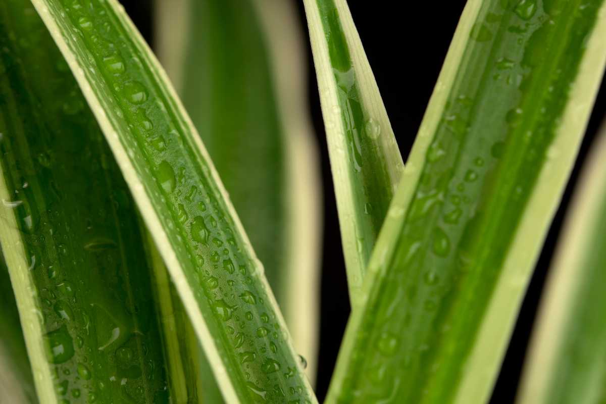 A spider plant leaves with small water droplets.