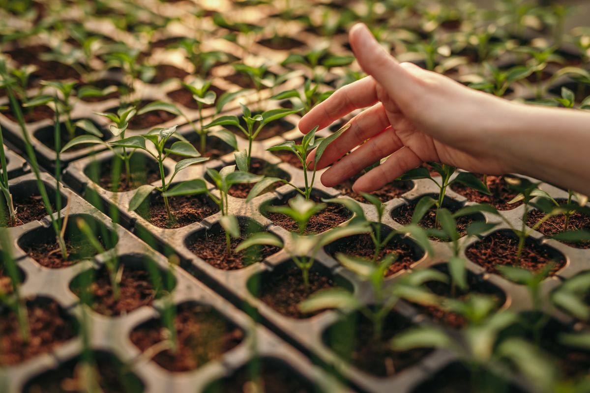 A hand gently touches one of many young plant seedlings growing in sections filled with coco peat.