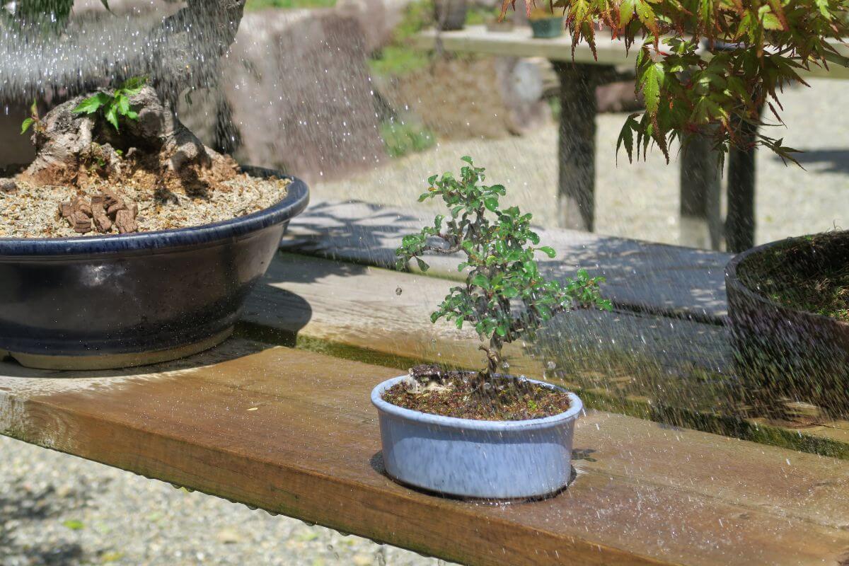 A small bonsai tree in a shallow blue pot on a wooden bench is being misted with water. 