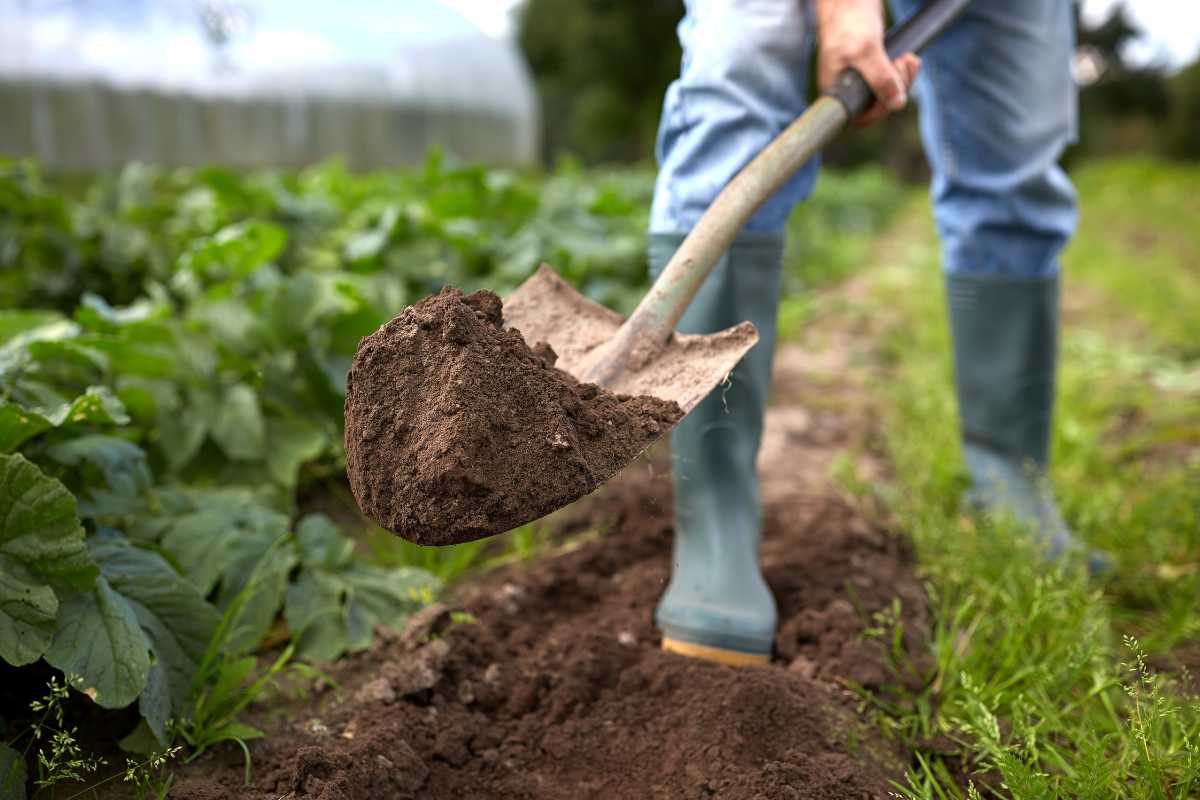 A person wearing blue jeans and green boots is using a shovel to dig soil in a garden.