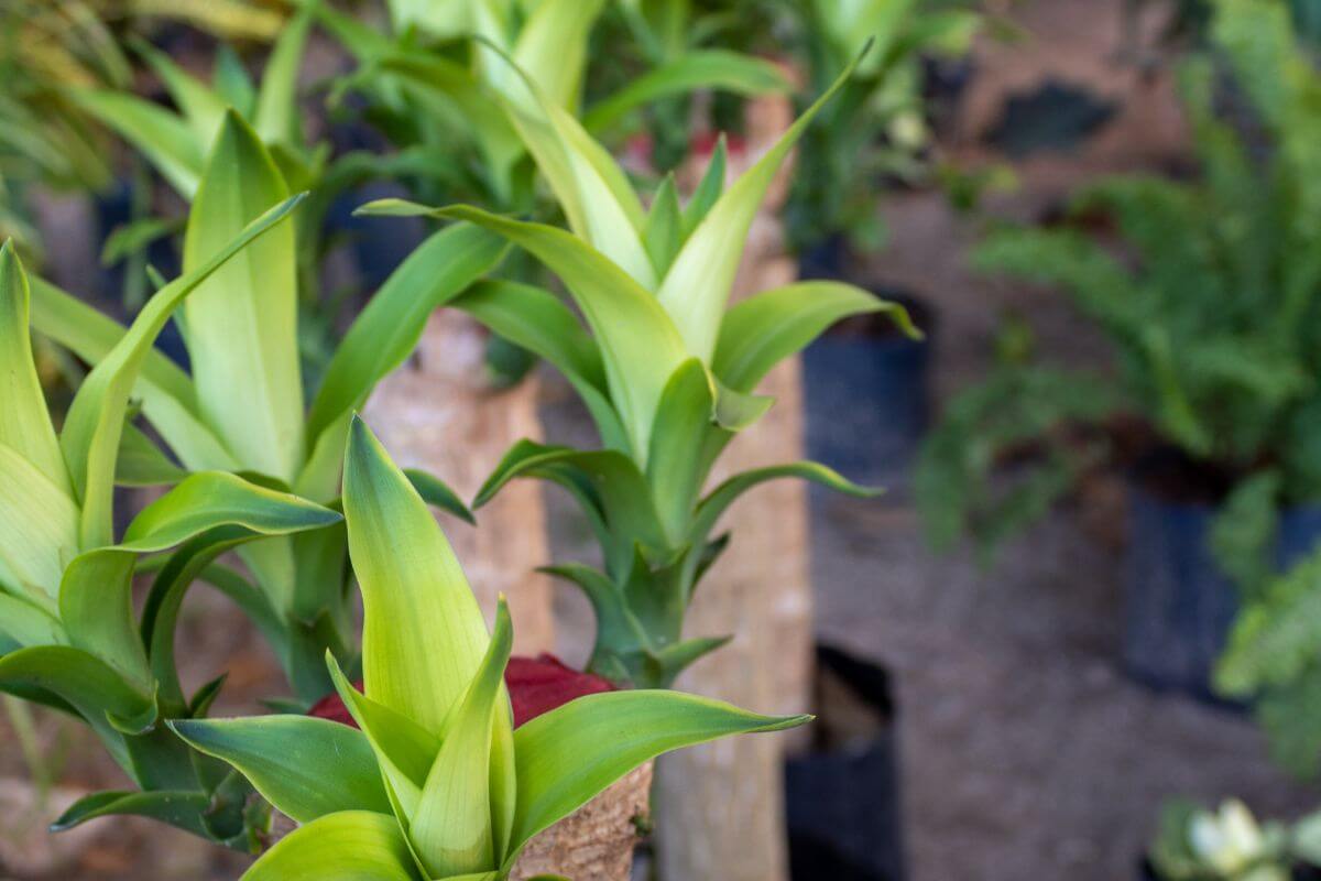 Close-up of lush green dracaena plants with long, pointed leaves tinged with yellow in the center, arranged in rows.