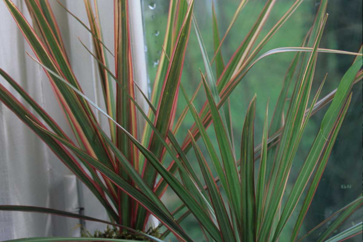 A dracaena with red and yellow streaks on the leaves, placed near a window with raindrops. 