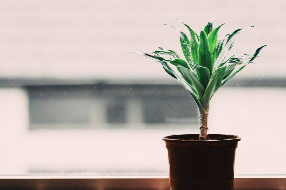 A small potted dragon tree with green leaves sits on a windowsill. The background is blurred, showing what appears to be a building or a structure outside the window.