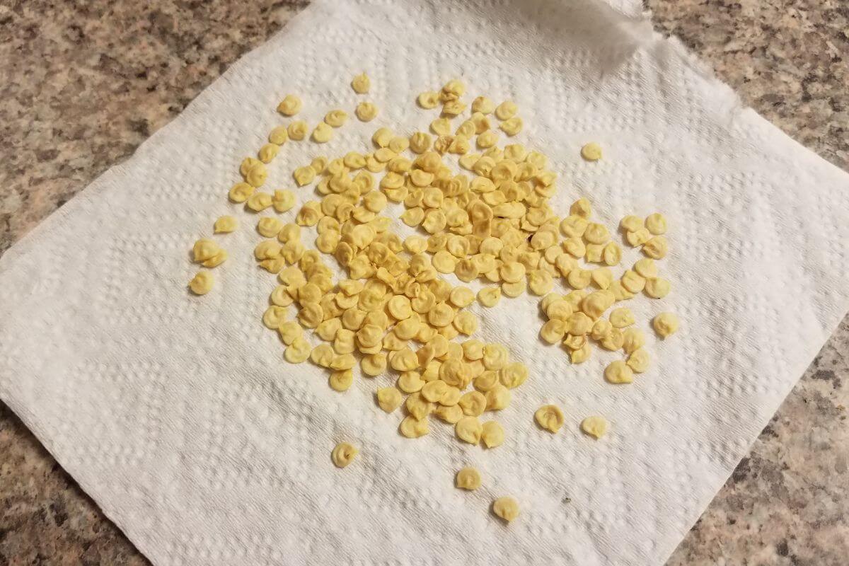A pile of yellowish pepper seeds is spread out on a white paper towel, which is placed on a speckled countertop.