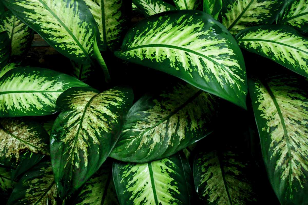 Green dumb cane leaves with various shades of green, featuring intricate patterns and textures. 