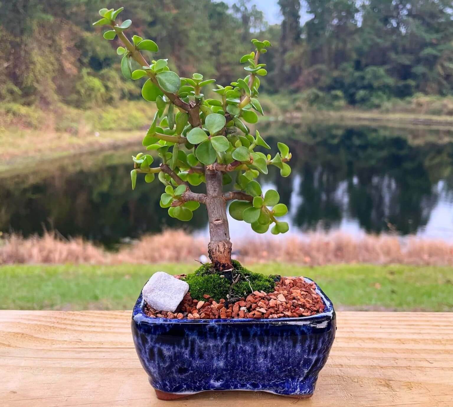 The Elephant Bush sits on a wooden table against a beautiful natural scenery