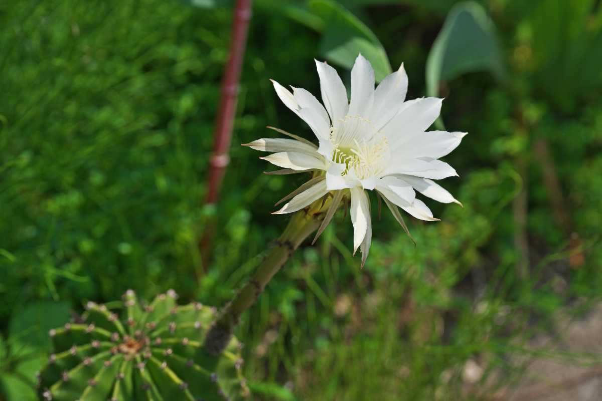 A white cactus flower blooming on a slender stem. The flower has multiple delicate petals and yellowish stamens at the center. 