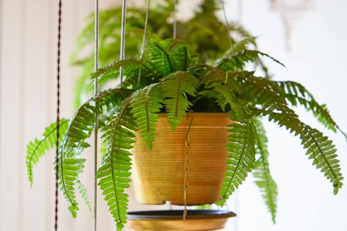 A lush green fern in a golden hanging pot is suspended by beige ropes.