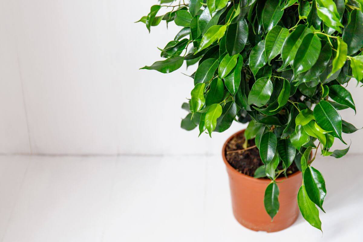 A potted ficus tree with lush, green leaves sits in a brown, plastic container against a white background.