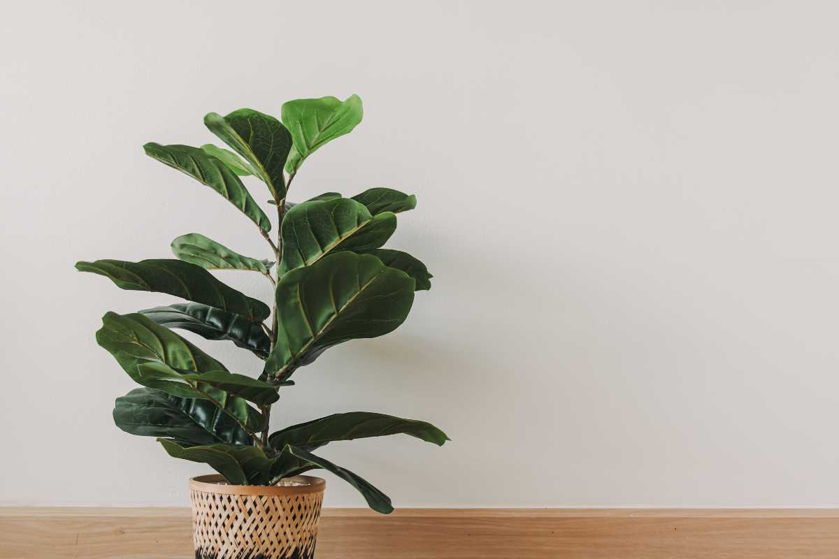 A lush fiddle leaf fig plant, often deemed one of the hardest houseplants to care for, features broad green leaves inside a decorative woven basket. It rests on a wooden floor against a neutral beige wall.