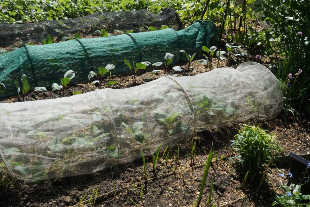 A garden with two planting beds covered in protective netting, practicing organic pest control. 