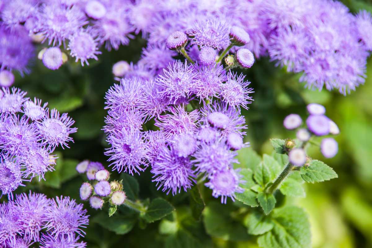 Vibrant purple floss flowers (Ageratum houstonianum) with fluffy, pom-pom-like blossoms and green leaves. 