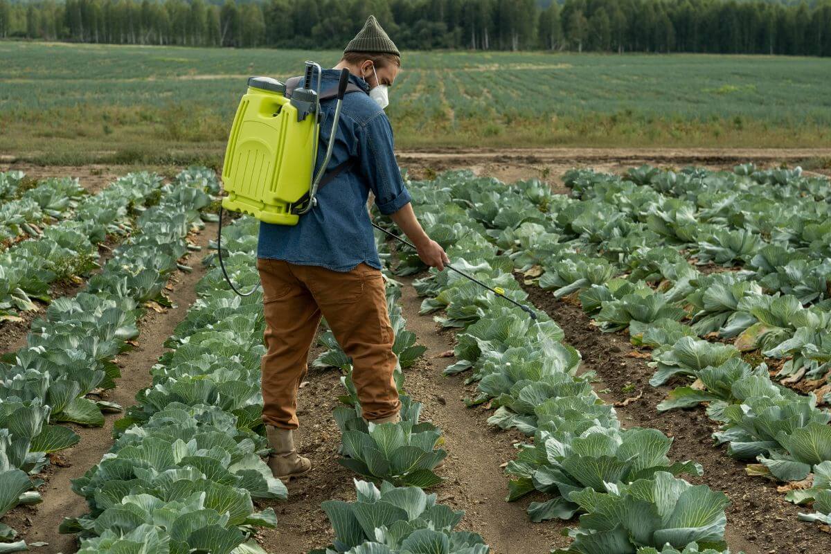 A person wearing a beanie and a face mask is spraying a large field of cabbage with a pesticide sprayer backpack to combat fire ants in the garden.