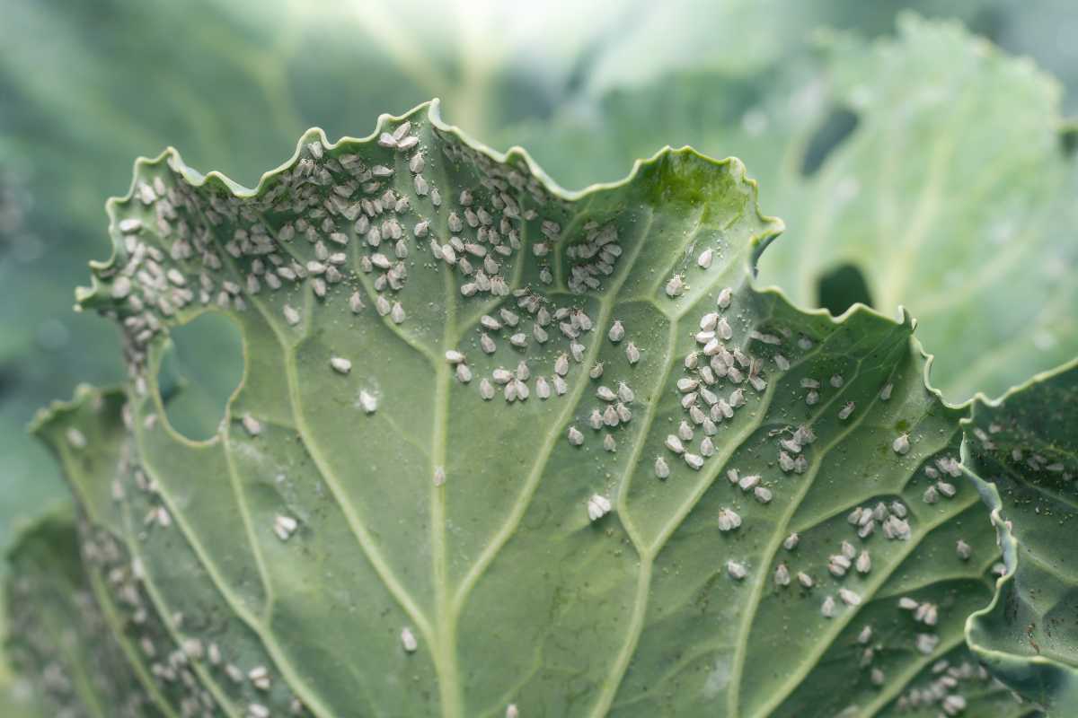 A green plant leaf infested with numerous pests. 