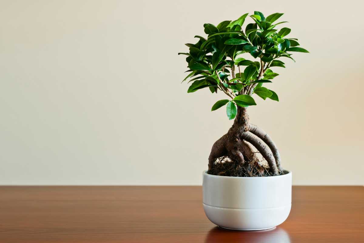 A ginseng ficus bonsai tree with a twisted trunk and vibrant green leaves, one of the most popular bonsai trees, sits in a white ceramic pot placed on a wooden table. 