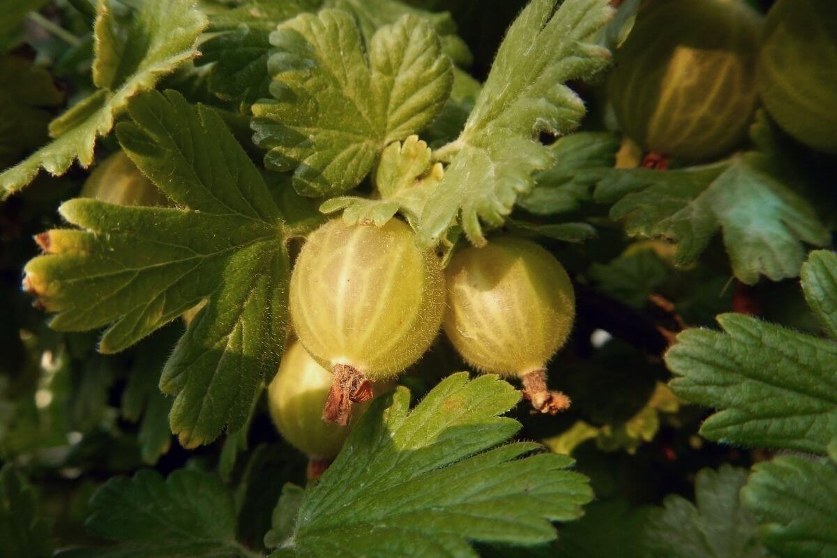 Several green gooseberries, one of the edible wild berries, growing on a plant.