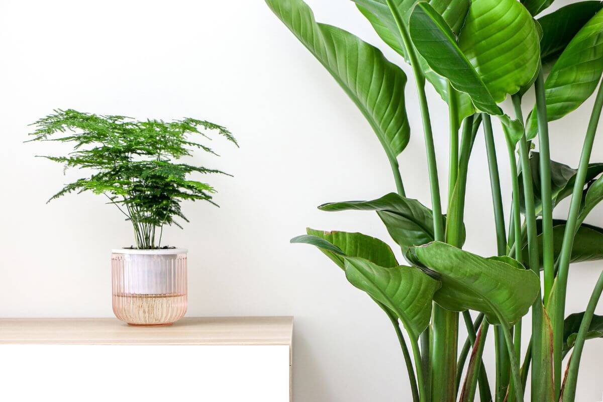 A small potted asparagus fern sits on a wooden surface next to a large White Bird of Paradise with broad, green leaves against a white wall. 