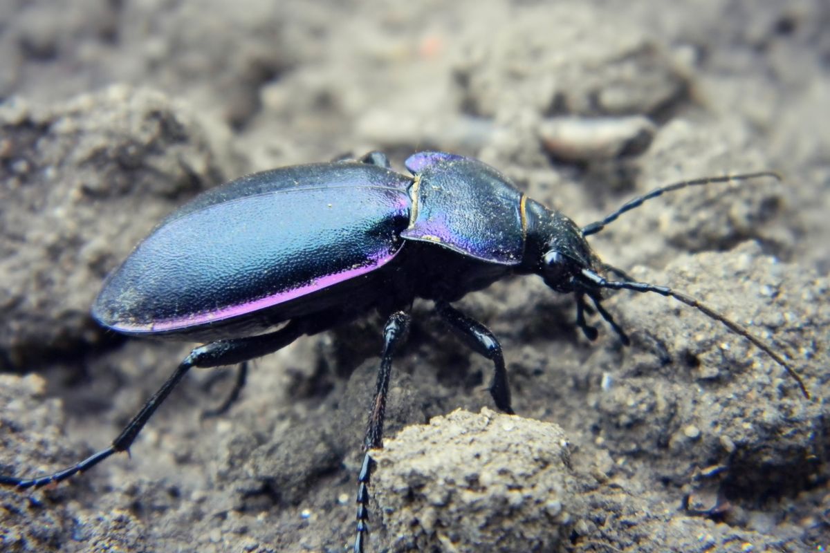 A black ground beetle with a purplish sheen on its back, crawling on a rough, earthy surface. 