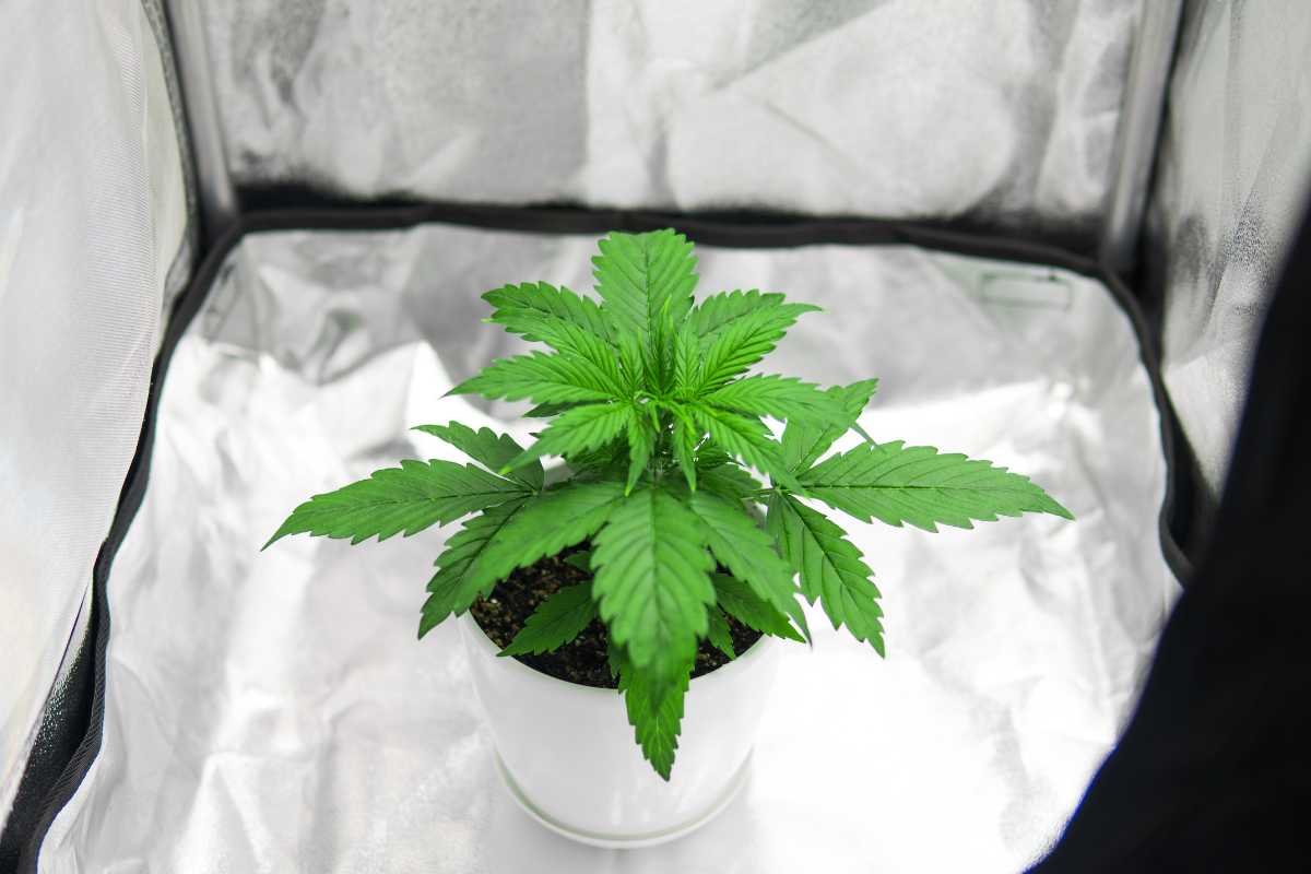 A small plant with vibrant green leaves grows in a white pot. The pot is placed inside a rgrow ttent, commonly used for indoor gardening to optimize light exposure for the plant. 