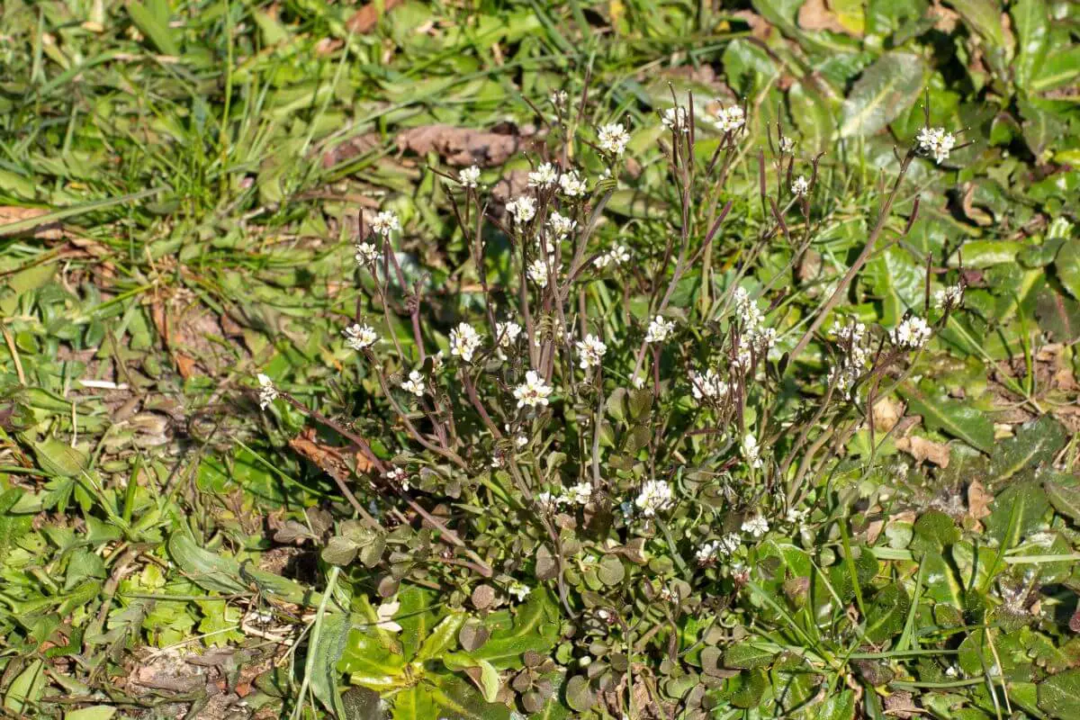 A small cluster of hairy bittercress with slender stems and small white flowers grows amidst a grass-covered area. 